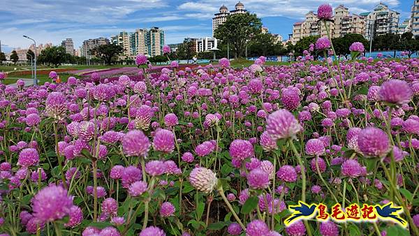 美堤河濱親水灣步道漸層花海 (20).jpg