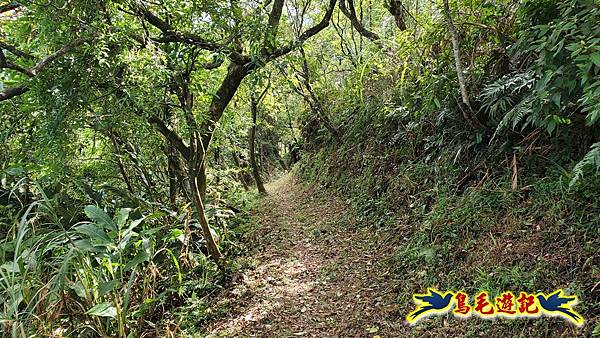 平湖西步道-內平林山-平湖東步道O形 (16).jpg 平湖西步道-內平林山-平湖東步道O形 (16).jpg