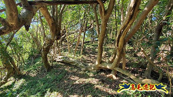 暖暖苗圃-外西勢坑山-暖暖砲台-復基煤礦O形 (27).jpg