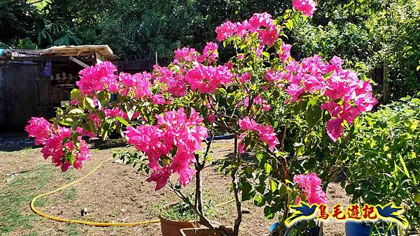 暖暖苗圃-外西勢坑山-暖暖砲台-復基煤礦O形 (47).jpg