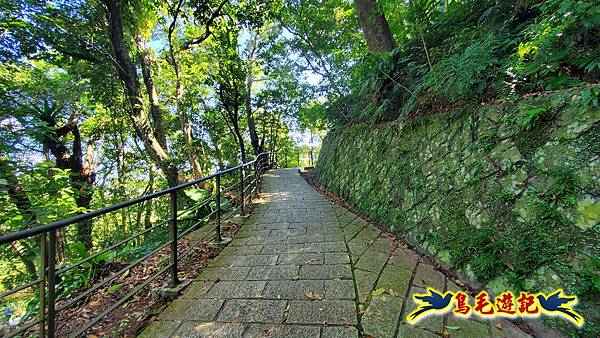 貓空樟樹步道百日草花海繽紛 (4).jpg