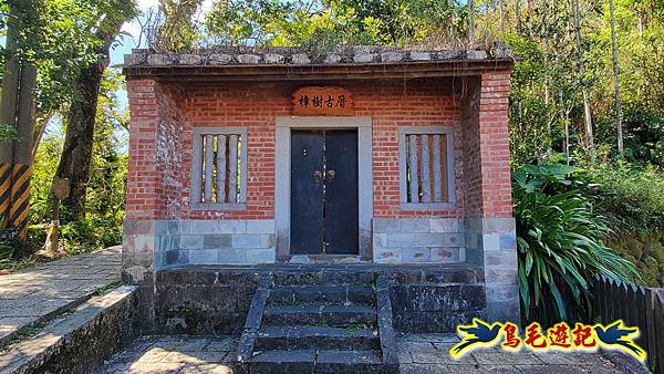 貓空樟樹步道百日草花海繽紛 (1).jpg