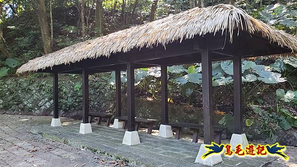 貓空樟樹步道百日草花海繽紛 (3).jpg