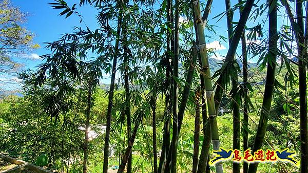 貓空樟樹步道百日草花海繽紛 (2).jpg