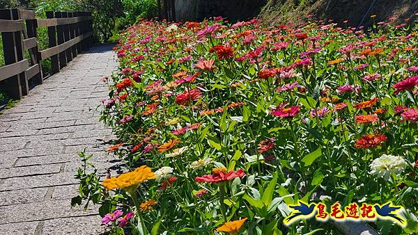 貓空樟樹步道百日草花海繽紛 (6).jpg