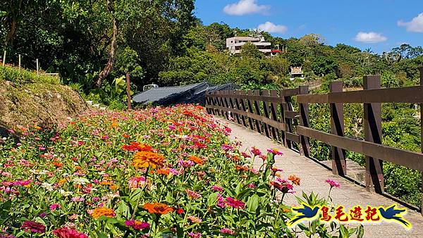 貓空樟樹步道百日草花海繽紛 (7).jpg