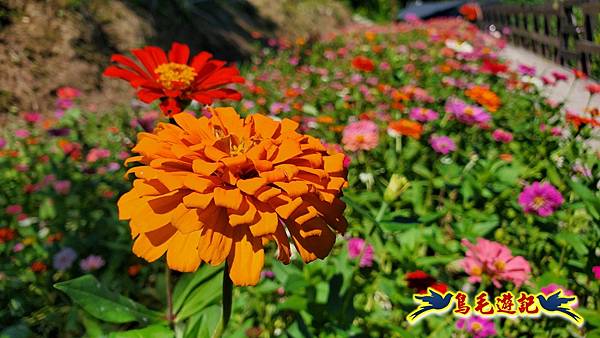 貓空樟樹步道百日草花海繽紛 (12).jpg