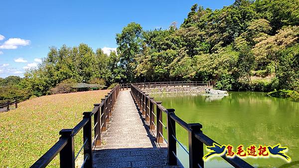 貓空樟樹步道百日草花海繽紛 (16).jpg