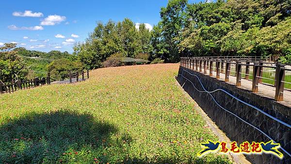 貓空樟樹步道百日草花海繽紛 (15).jpg