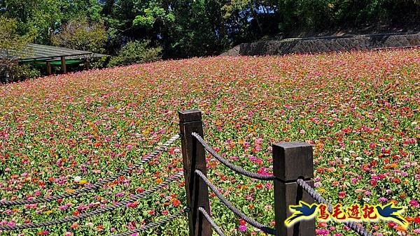 貓空樟樹步道百日草花海繽紛 (23).jpg