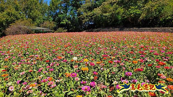 貓空樟樹步道百日草花海繽紛 (21).jpg