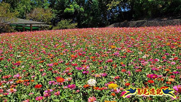 貓空樟樹步道百日草花海繽紛 (22).jpg