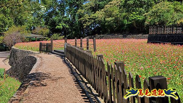 貓空樟樹步道百日草花海繽紛 (24).jpg