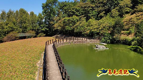 貓空樟樹步道百日草花海繽紛 (25).jpg