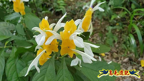 微笑山線(捷運景安站-迎日石-國旗嶺-長壽嶺-牛埔頭山-五尖山-南勢角山-光明頂-捷運南勢角站) (24).jpg