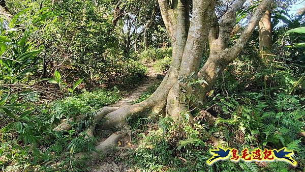微笑山線(捷運景安站-迎日石-國旗嶺-長壽嶺-牛埔頭山-五尖山-南勢角山-光明頂-捷運南勢角站) (71).jpg