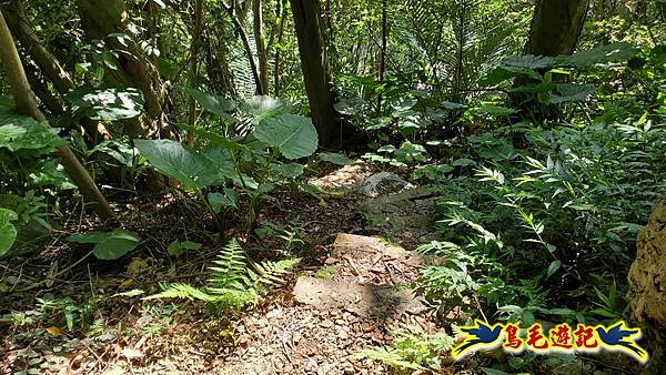 微笑山線(捷運景安站-迎日石-國旗嶺-長壽嶺-牛埔頭山-五尖山-南勢角山-光明頂-捷運南勢角站) (85).jpg 微笑山線(捷運景安站-迎日石-國旗嶺-長壽嶺-牛埔頭山-五尖山-南勢角山-光明頂-捷運南勢角站) (85).jpg