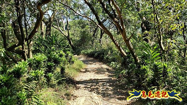 微笑山線(捷運景安站-迎日石-國旗嶺-長壽嶺-牛埔頭山-五尖山-南勢角山-光明頂-捷運南勢角站) (118).jpg 微笑山線(捷運景安站-迎日石-國旗嶺-長壽嶺-牛埔頭山-五尖山-南勢角山-光明頂-捷運南勢角站) (118).jpg