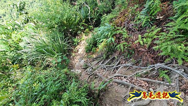 微笑山線(捷運景安站-迎日石-國旗嶺-長壽嶺-牛埔頭山-五尖山-南勢角山-光明頂-捷運南勢角站) (137).jpg