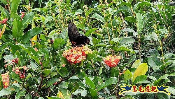 雙溪慈安宮土地公嶺保甲路青雲古道遠景古道O形 (6).jpg