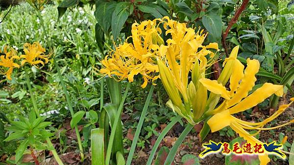 雙溪慈安宮土地公嶺保甲路青雲古道遠景古道O形 (10).jpg
