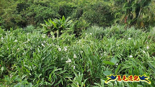 雙溪慈安宮土地公嶺保甲路青雲古道遠景古道O形 (13).jpg