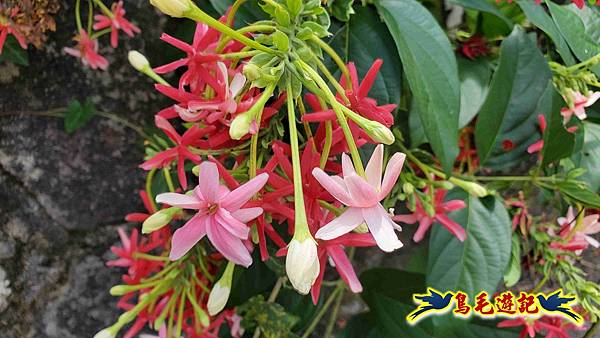 雙溪慈安宮土地公嶺保甲路青雲古道遠景古道O形 (71).jpg