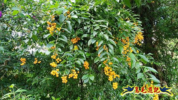 雙溪慈安宮土地公嶺保甲路青雲古道遠景古道O形 (67).jpg