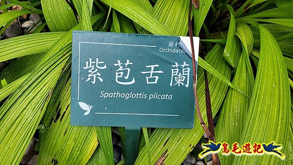 台北植物園紅花石蒜 (3).jpg 台北植物園紅花石蒜 (3).jpg