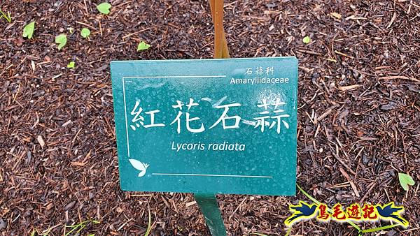 台北植物園紅花石蒜 (5).jpg 台北植物園紅花石蒜 (5).jpg