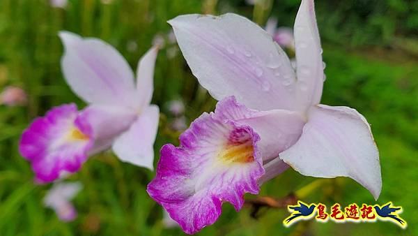台北植物園紅花石蒜 (2).jpg
