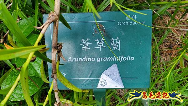 台北植物園紅花石蒜 (1).jpg 台北植物園紅花石蒜 (1).jpg