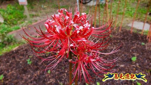台北植物園紅花石蒜 (6).jpg