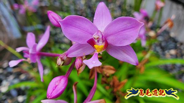 台北植物園紅花石蒜 (4).jpg