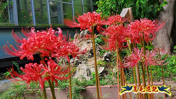 台北植物園紅花石蒜 (8).jpg 台北植物園紅花石蒜 (8).jpg