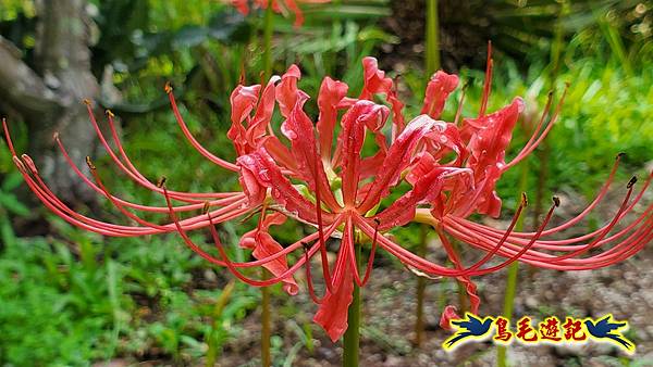 台北植物園紅花石蒜 (11).jpg