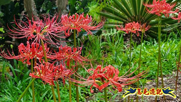 台北植物園紅花石蒜 (12).jpg 台北植物園紅花石蒜 (12).jpg