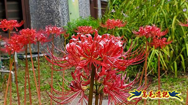 台北植物園紅花石蒜 (10).jpg 台北植物園紅花石蒜 (10).jpg