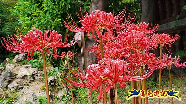 台北植物園紅花石蒜 (7).jpg