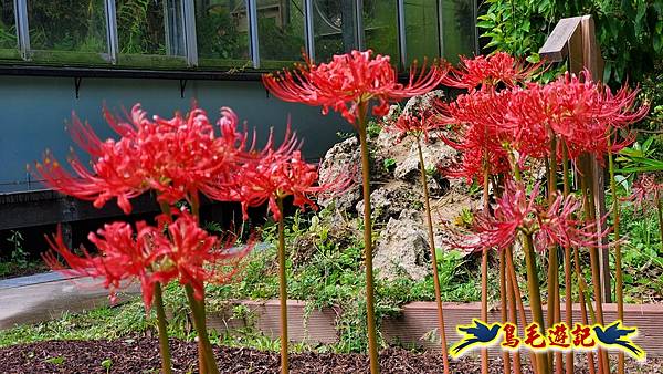 台北植物園紅花石蒜 (9).jpg