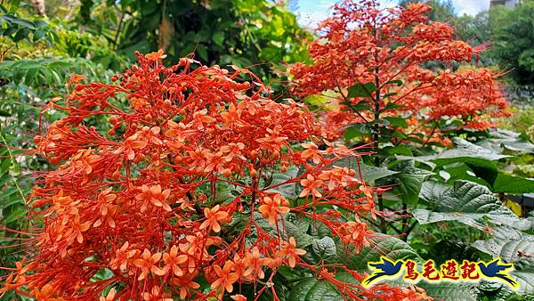 台北植物園紅花石蒜 (17).jpg 台北植物園紅花石蒜 (17).jpg