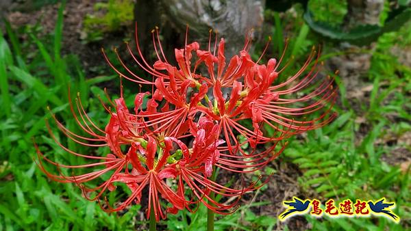 台北植物園紅花石蒜 (14).jpg 台北植物園紅花石蒜 (14).jpg