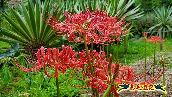 台北植物園紅花石蒜 (13).jpg