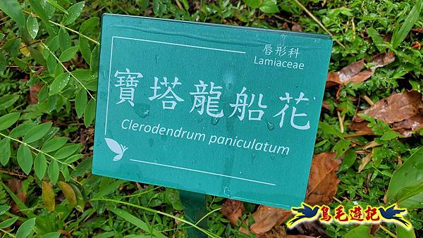 台北植物園紅花石蒜 (15).jpg