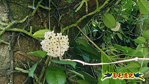 枋山坑古道-中坑頭土地公方向碑-闊瀬越嶺古道O形 (42).jpg