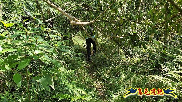 枋山坑古道-中坑頭土地公方向碑-闊瀬越嶺古道O形 (45).jpg