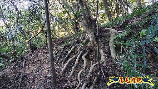 汐止八連小溪環峰連走 (8).jpg