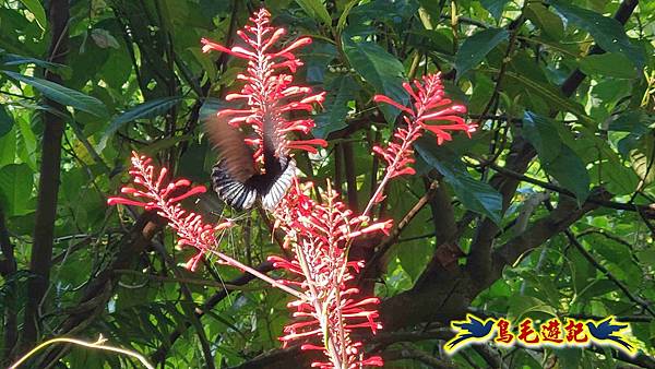 更寮古道土庫岳山豬窟尖O形 (40).jpg 更寮古道土庫岳山豬窟尖O形 (40).jpg