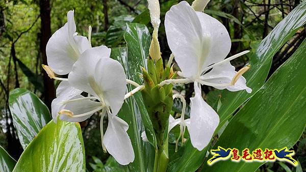 中坑橋-中坑西山尾稜-中坑西山-內盤山坑古道-新興宮O形 (3).jpg