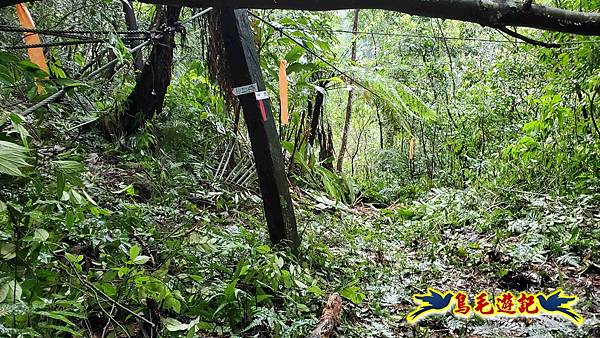 中坑橋-中坑西山尾稜-中坑西山-內盤山坑古道-新興宮O形 (9).jpg